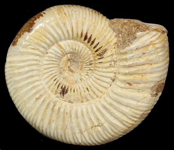 Perisphinctes Ammonite - Jurassic #46896
